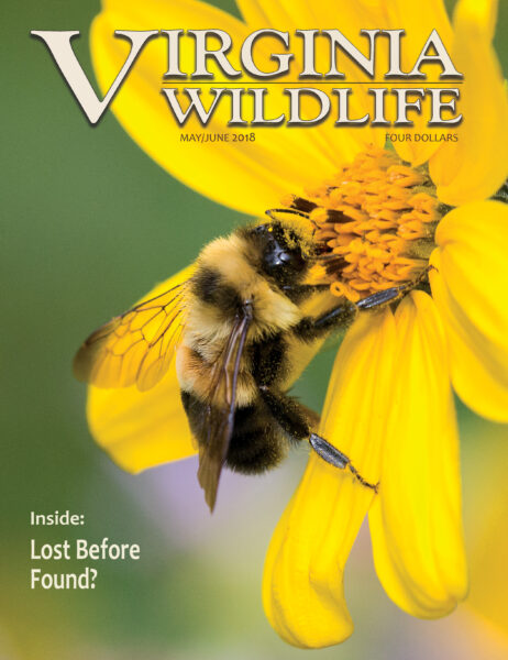 Una imagen de la portada de una edición 2018 de la revista Virginia Wildlife que muestra al abejorro parcheado oxidado alimentándose de una gran flor amarilla con la leyenda "dentro: ¿perdido antes de ser encontrado?"