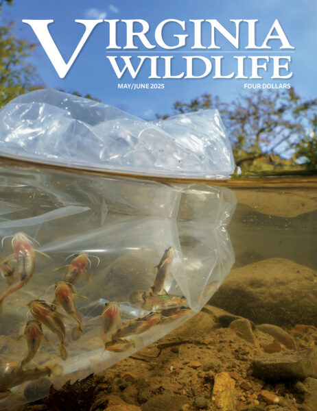 Mayo-junio 2025 Imagen de portada de la revista Virginia Wildlife