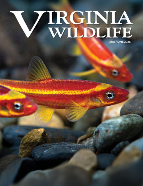Mayo-junio 2026 Imagen de portada de la revista Virginia Wildlife