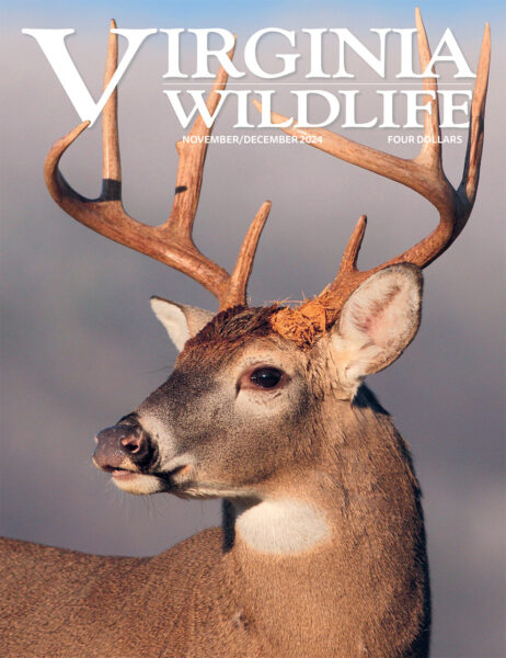 Noviembre-diciembre 2024 Imagen de portada de la revista Virginia Wildlife