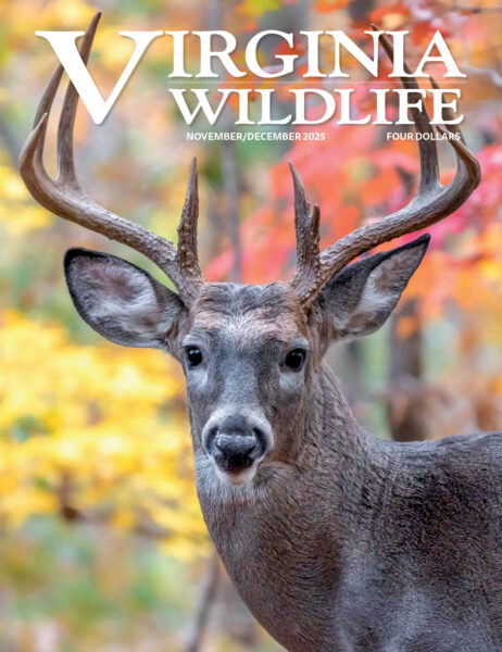 Noviembre-diciembre 2025 Imagen de portada de la revista Virginia Wildlife