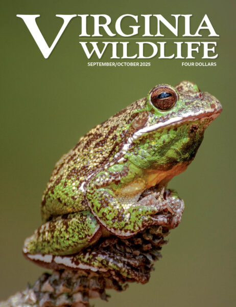 Septiembre-Octubre 2025 Imagen de portada de la revista Virginia Wildlife