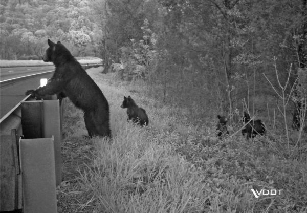 Una imagen de una madre osa negra y sus tres cachorros mirando a través de una carretera tomada por VDOT. Esta imagen se incluye para enfatizar la importancia de crear corredores de vida silvestre para permitir el paso de la vida silvestre a través de la infraestructura humana para limitar los peligros presentados tanto para los humanos como para los animales silvestres cuando ocurren cruces de carreteras.