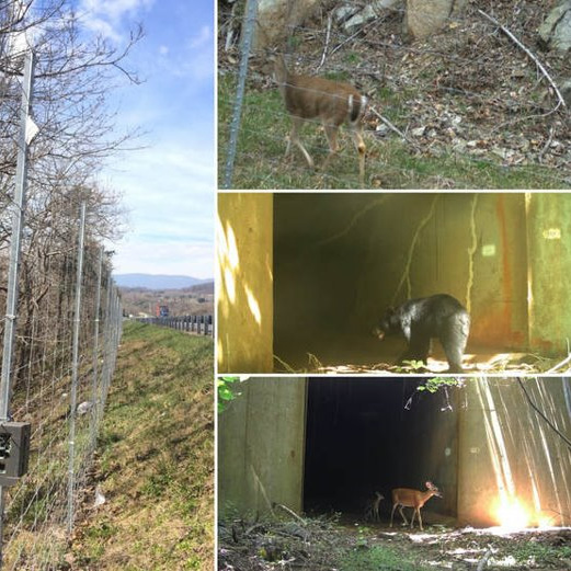 Un collage que representa una valla junto a una carretera y varios animales cercanos, entre ellos ciervos y un oso negro.