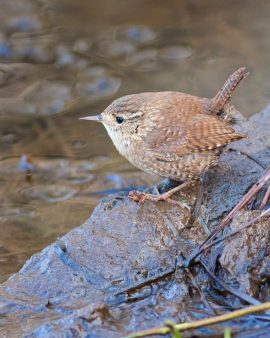 Chochín invernal encaramado en una roca mojada cerca de un arroyo