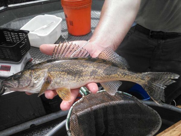 Una mano sosteniendo un pez pequeño