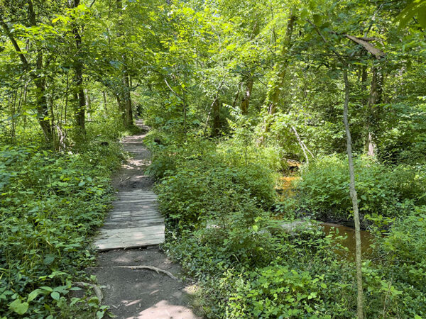 Aves, reptiles y anfibios utilizan la densa cubierta del hábitat del bosque pantanoso. Crédito de la foto: Lisa Mease