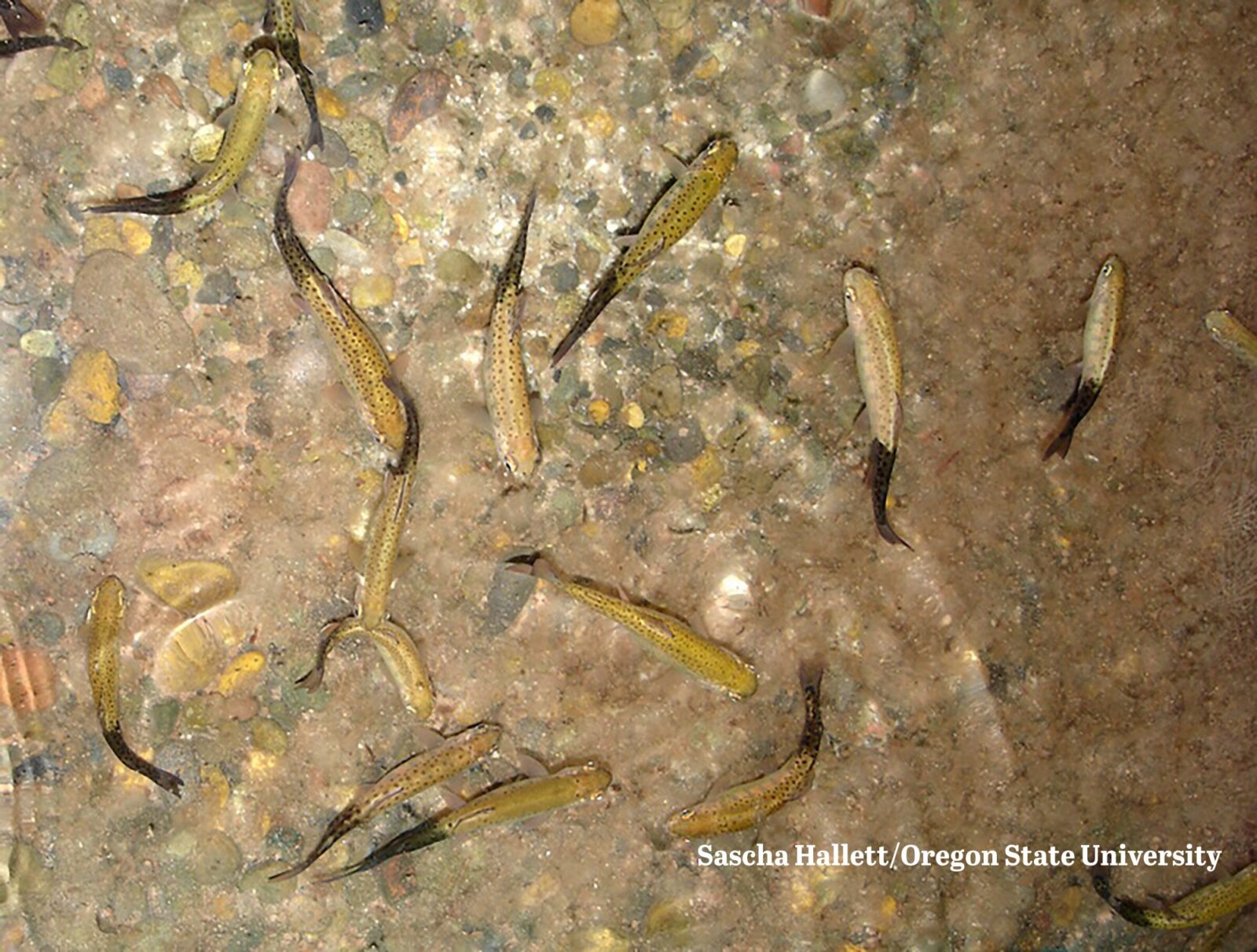 Una foto desde arriba de múltiples truchas arco iris nadando con colas notablemente ennegrecidas.