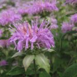 Una foto en primer plano de una flor de bergamota silvestre