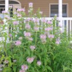 Flores silvestres de bergamota