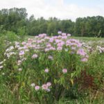 Flores silvestres de bergamota en un campo