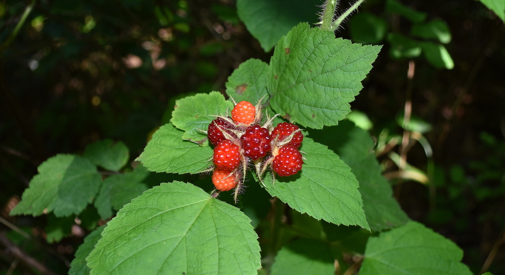 Una imagen de bayas rojas en la planta, que se parecen a las moras verdes, pero los arbustos tienen hojas más anchas y espinas más pequeñas.