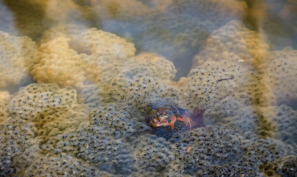 Rana de bosque rodeada de muchos huevos