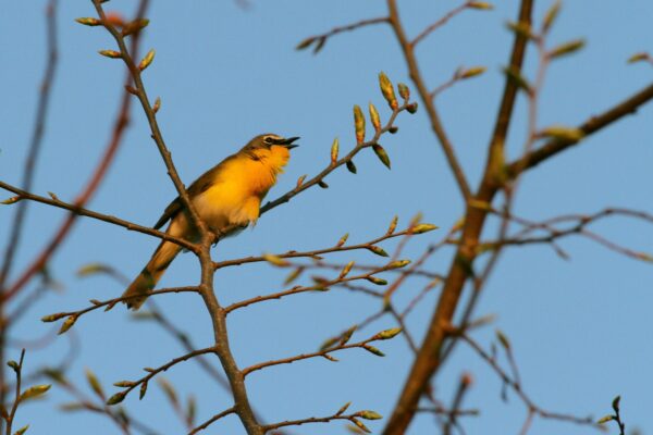 Una charla de pecho amarillo en un árbol