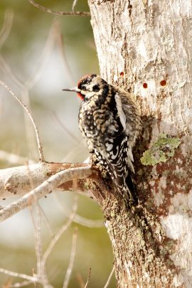 Una imagen de un chupavia de vientre amarillo en un árbol