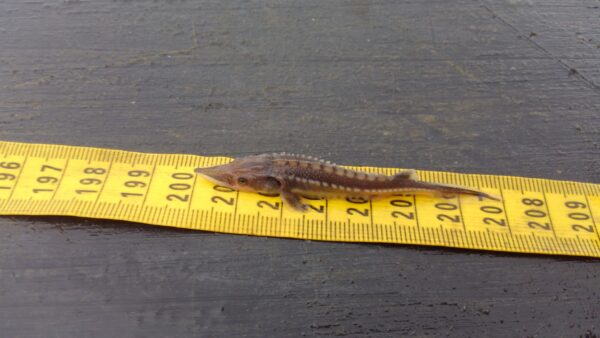 Un esturión atlántico joven, pequeño, de color marrón oscuro, que mide siete centímetros de longitud.