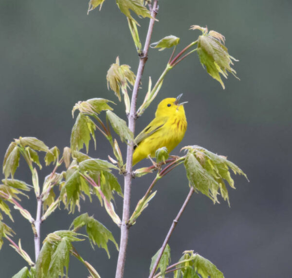 Una imagen de una curruca amarilla; Un pequeño pájaro cantor con plumaje amarillo que tiene un tinte gris verdoso en las alas y la cola y una salpicadura de manchas anaranjadas en el pecho, sentado en un árbol de arce.
