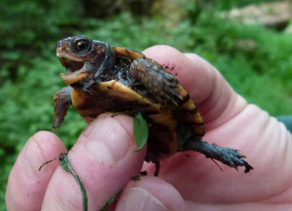 Una joven tortuga caja del bosque. ©Foto de Alicia Lafever - Servicio de Parques Nacionales de EE. UU.