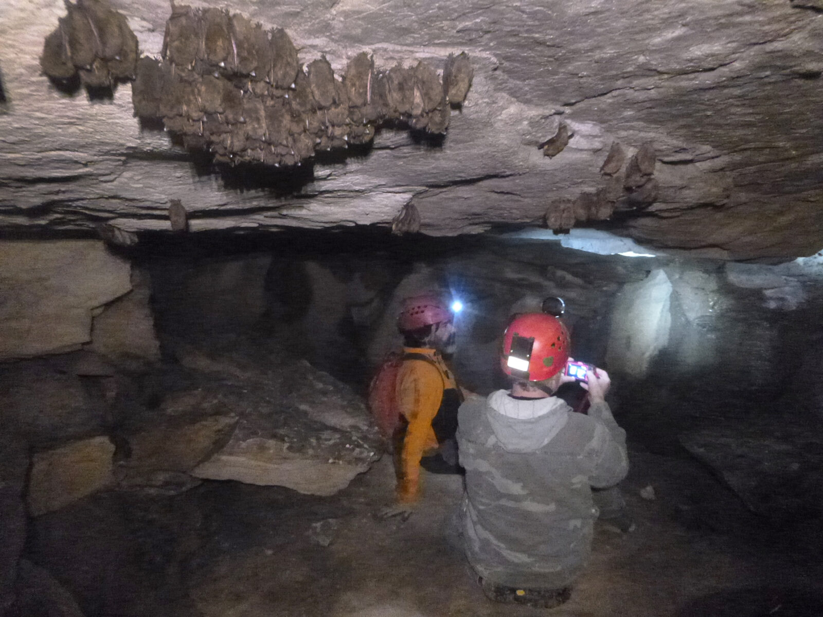 Una imagen de biólogos en cuevas contando y fotografiando pequeños murciélagos marrones
