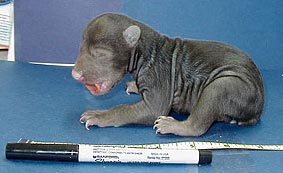 Un cachorro de oso negro de cinco días colocado junto a un marcador y una regla como referencia de escala.