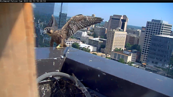 Juvenil mirando hacia la cornisa del edificio justo después de salir del corral.