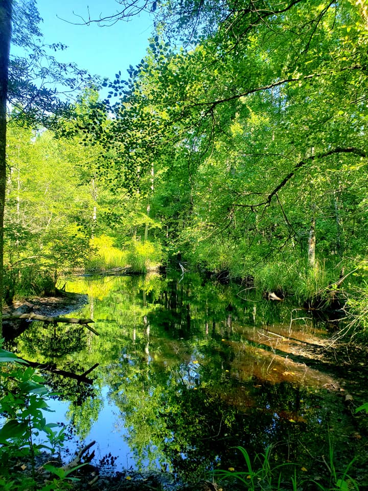 Una imagen de un estanque de pesca en Bob Duncan, WMA