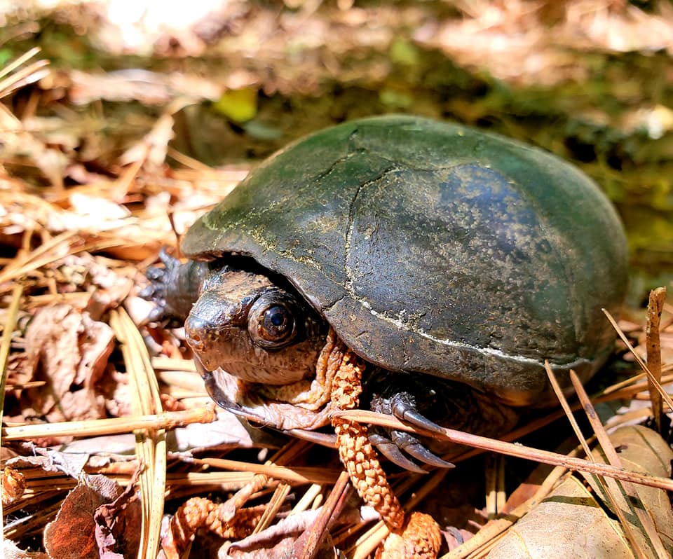 Una imagen de una tortuga asomándose por su caparazón en el suelo del bosque