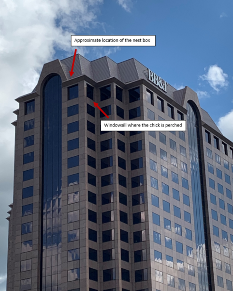 Foto anotada de la ubicación de los polluelos después de salir de la cornisa por segunda vez