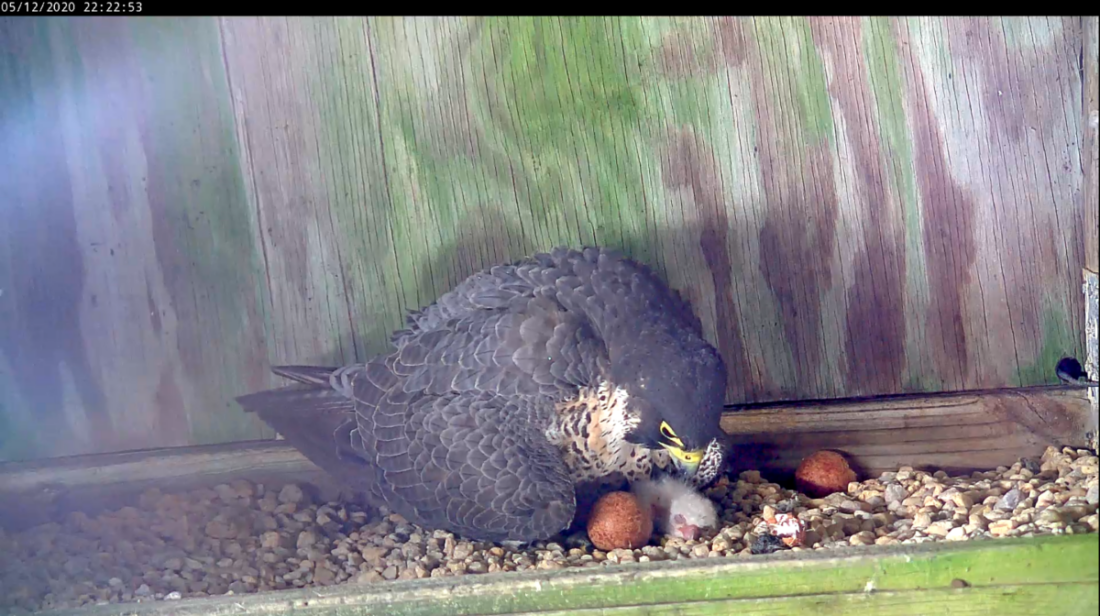 Halcón hembra con polluelo aproximadamente tres horas después de la eclosión