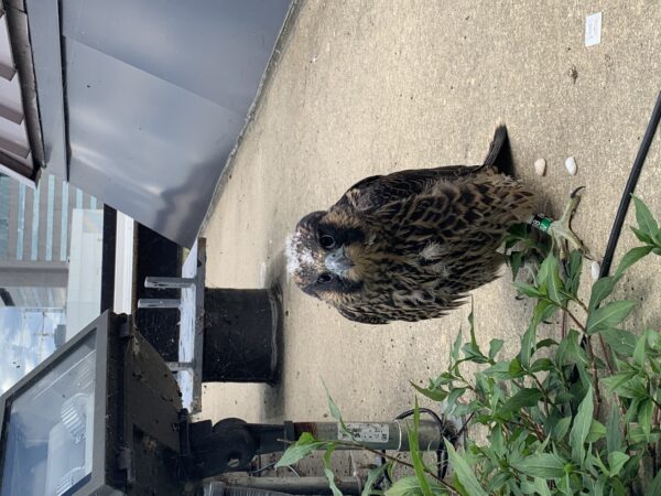 Polluelo de halcón después de su liberación en la cornisa