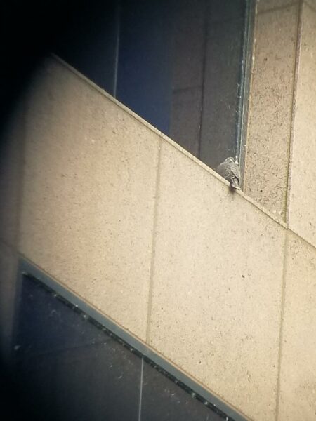 Polluelo de halcón posado en el alféizar de la ventana visto a través de un telescopio