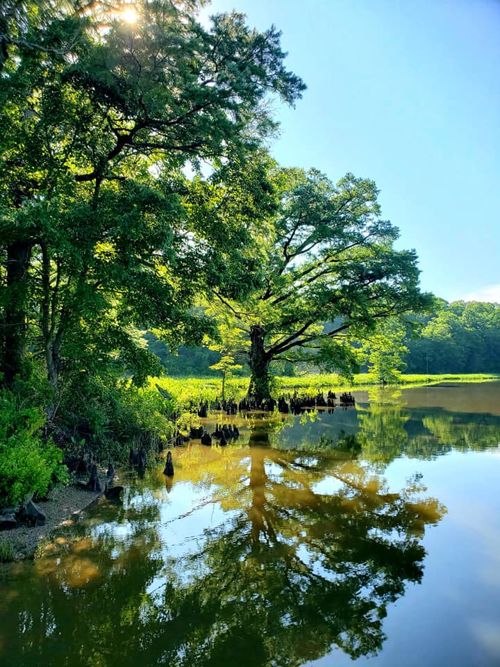 Una vista de una parte del lago en Chickahominy WMA