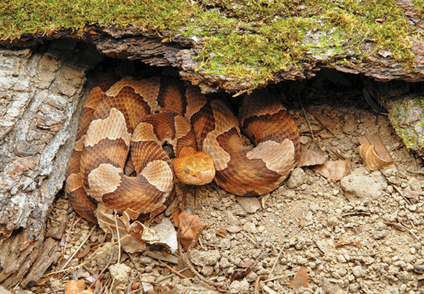 Una imagen de un cabeza de cobre acurrucado bajo un tronco