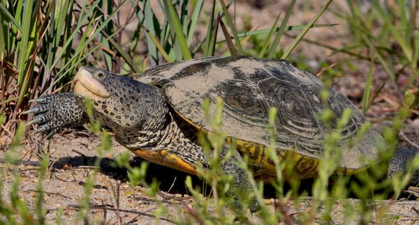 Tortuga espalda de diamante en tierra que se arrastra a través de la zona de pastizales.