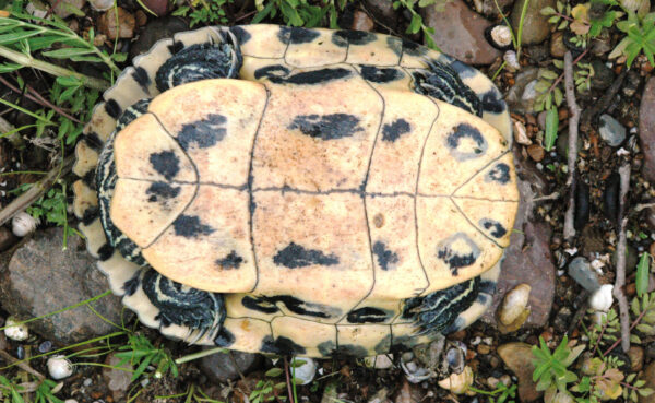 Una imagen del deslizador Cumberland