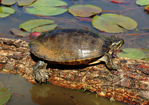 Una imagen de Eastern River Cooter