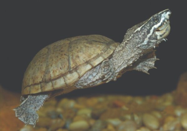 Una imagen de Stinkpot