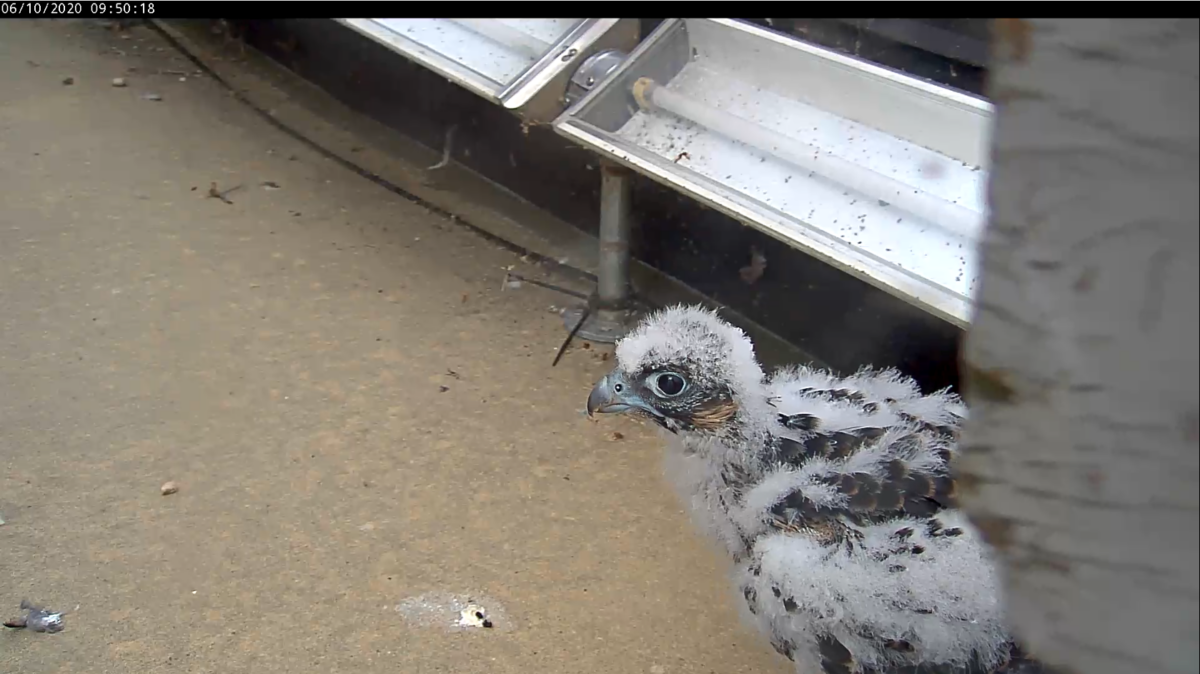 Pollito explorando la cornisa 