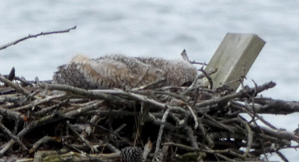 Una imagen de un gran polluelo de búho durmiendo; Los polluelos de búho duermen boca abajo porque sus cabezas son demasiado pesadas y desequilibran a los polluelos.