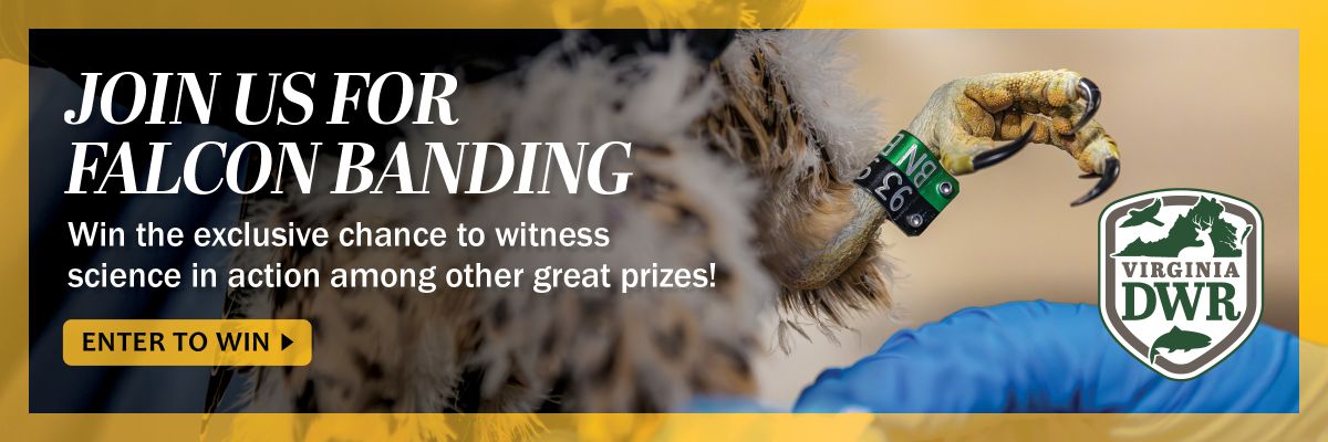¡Únete a nosotros en el Día de Anillamiento de Halcóns! ¡Gana la oportunidad exclusiva de presenciar la ciencia en acción, entre otros grandes premios! Participa para ganar.
