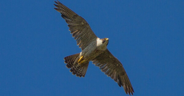 El halcón peregrino macho juvenil de la caja nido de Richmond de este año, volando sobre un parque en Lyndhurst, Nueva Jersey.