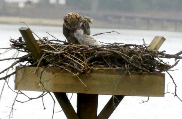 Una imagen de un gran búho adulto alimentando a su polluelo en una plataforma de anidación hecha por el hombre