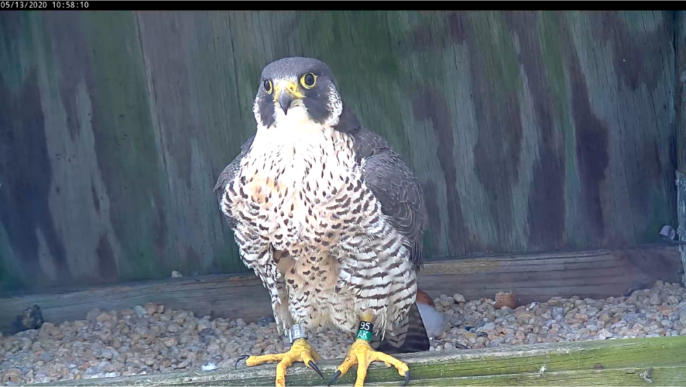 Hembra de pie en la repisa tomando un breve descanso de sus deberes de incubación y cría