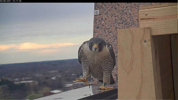 95/AK, la hembra de la pareja de halcones peregrinos de Richmond.