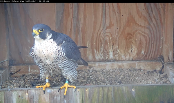 La hembra de halcón peregrino se posa en la caja nido