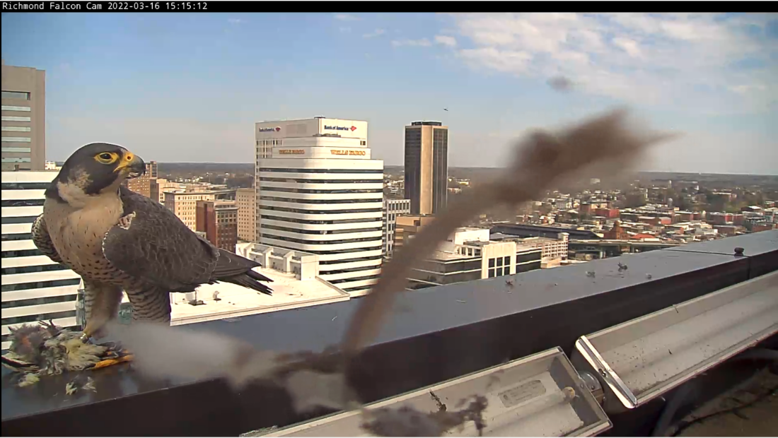 El halcón hembra se alimenta de una presa (chupavia de vientre amarillo) que le fue ofrecida por el macho.
