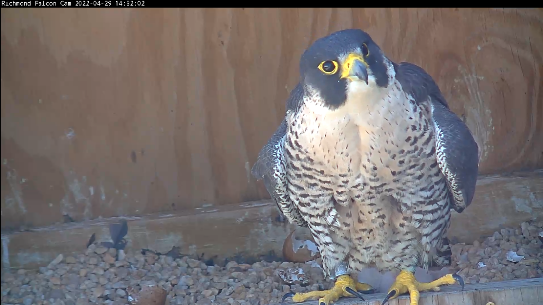 La hembra se toma un breve descanso de la incubación para posarse en el borde de la caja nido. Los polluelos son visibles detrás de ella.