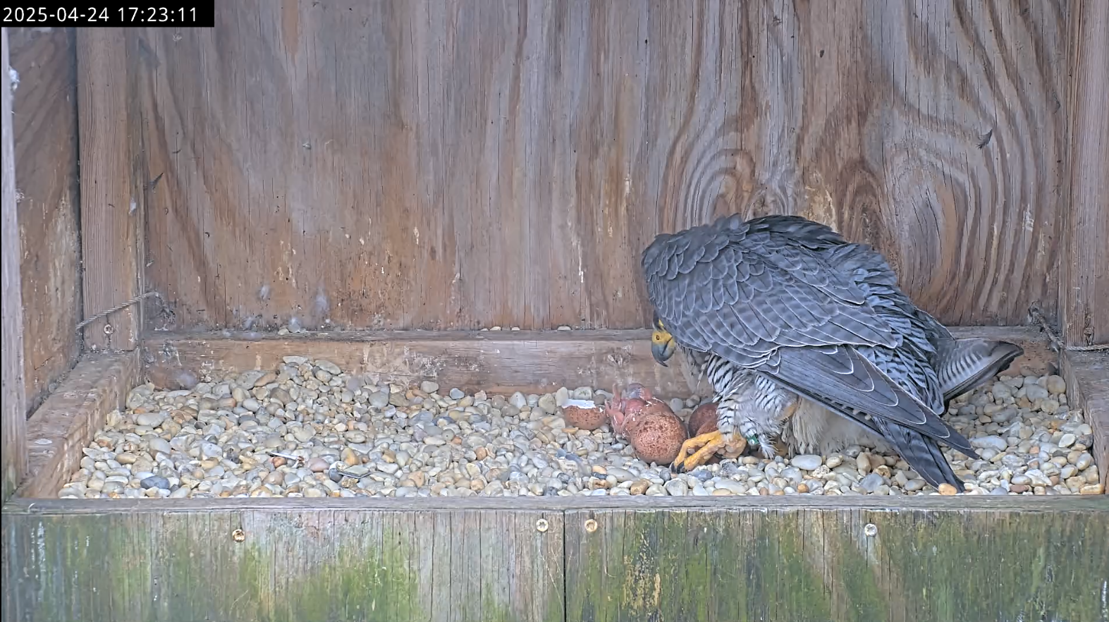 El padre del halcón se agachó sobre el primer polluelo recién nacido, todavía parcialmente en la cáscara del huevo.