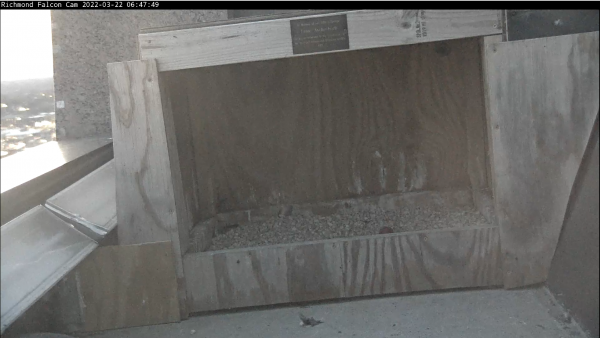 Una imagen del primer huevo en el nido