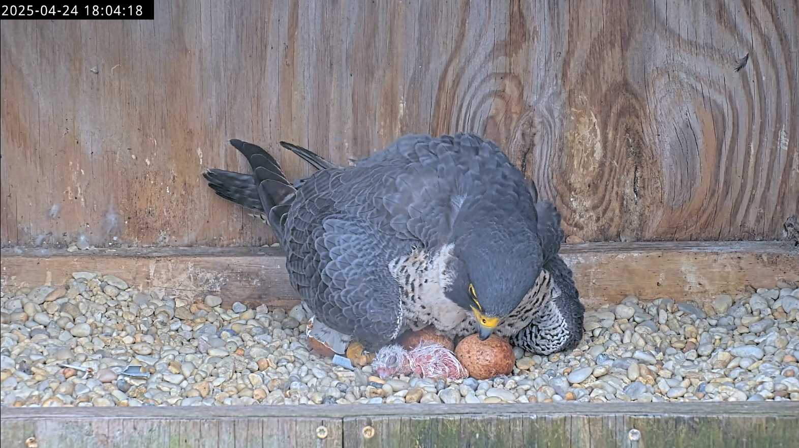 El primer polluelo de halcón, eclosionando bajo su madre mientras ella lo mira.